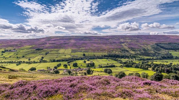 Swaledale Heather - Andrew Locking